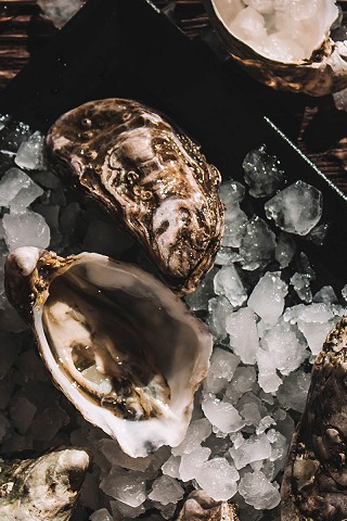 Oysters